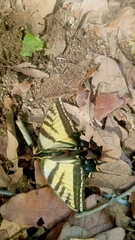 Papilio multicaudata multicaudata