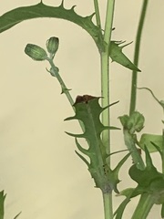Crepis capillaris