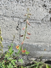 Crotalaria pumila