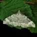 Coenotephria tophaceata - Photo (c) Thomas Guggemoos,  זכויות יוצרים חלקיות (CC BY-NC), הועלה על ידי Thomas Guggemoos