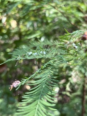 Taxodiomyia