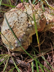 Calvatia craniiformis