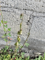 Crotalaria pumila