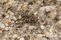 Cicindela sedecimpunctata