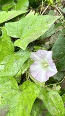 Calystegia sepium