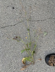 Crepis capillaris