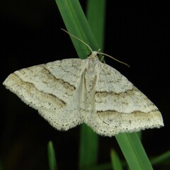 Perizoma parallelolineatum