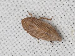 Macustus grisescens