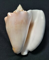 Macrostrombus costatus