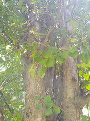 Magnoliopsida