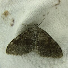 Entephria caesiata