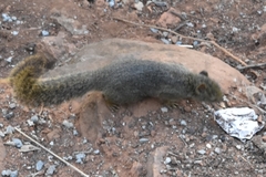 Paraxerus ochraceus