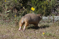 Cynomys gunnisoni