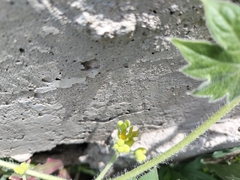 Crotalaria pumila