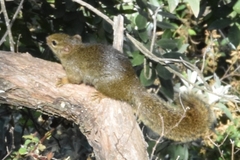 Paraxerus ochraceus