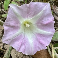 Calystegia sepium