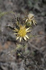 Carlina corymbosa