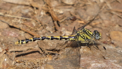 Onychogomphus uncatus