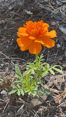 Tagetes erecta