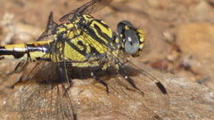 Onychogomphus uncatus