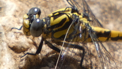 Onychogomphus uncatus