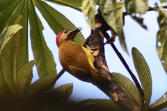 Colaptes rubiginosus