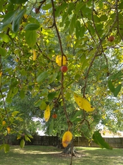 Malus angustifolia