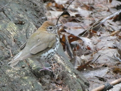 Hylocichla mustelina