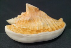 Macrostrombus costatus