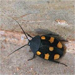 Therea regularis