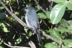 Melaenornis fischeri