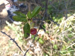 Prunus fruticosa