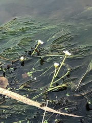 Ranunculus aquatilis