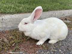 Oryctolagus cuniculus domesticus