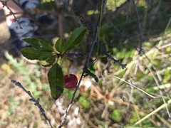 Prunus fruticosa