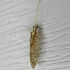 Hemerobius