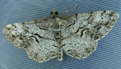 Peribatodes secundaria