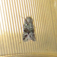 Lacinipolia laudabilis