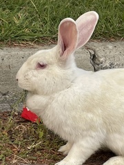 Oryctolagus cuniculus domesticus