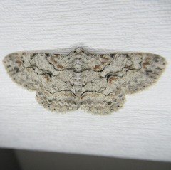 Iridopsis defectaria