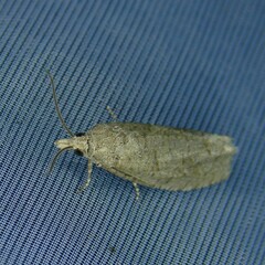 Epiblema grandaevana