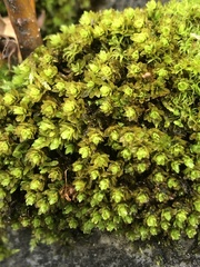 Encalypta streptocarpa