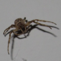 Larinioides sclopetarius