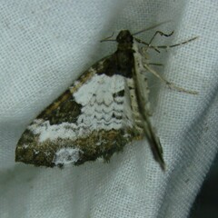 Melanthia procellata