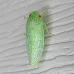Gyponana