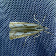 Catoptria myella