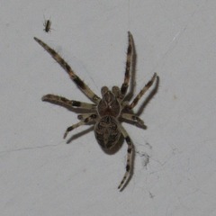 Larinioides sclopetarius