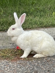 Oryctolagus cuniculus domesticus