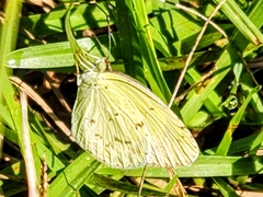 Eurema daira