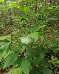 Geometra papilionaria